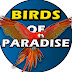 Birds of Paradise