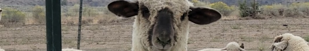 Famous Shamus Sheep Shearing