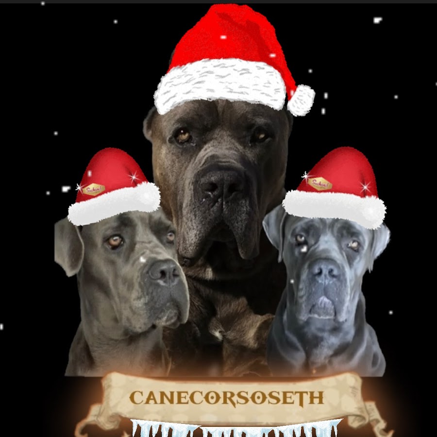 canecorsoseth @canecorsoseth