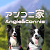 ボーダーコリーアンコニ家 / Border Collie - Angie & Connie