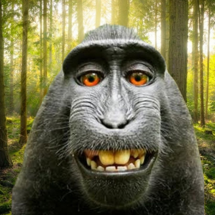 Macacos engraçados #foryou #foryoupage #funnyvideos #funnyanimals #ani
