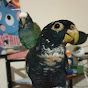 Pionus Tales