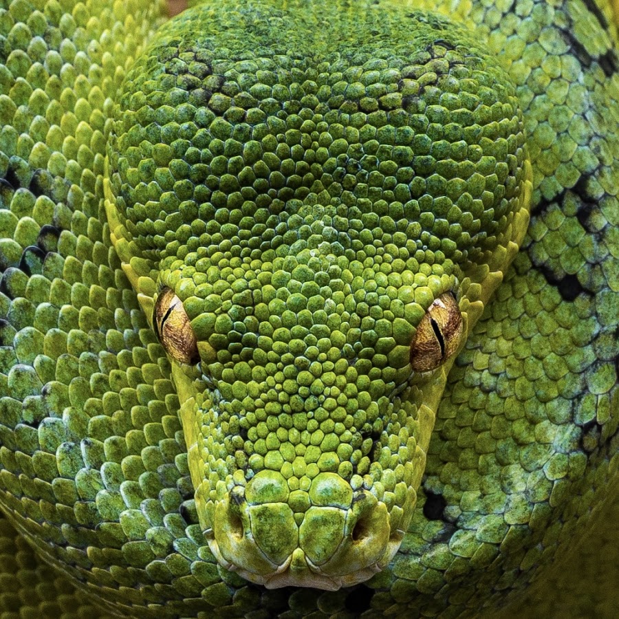 Green Tree Python — Green Tree Python Serpentovirus (NidoVirus)