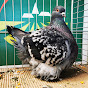 BỒ CÂU BẠC LIÊU (Pigeon King_Mondain)