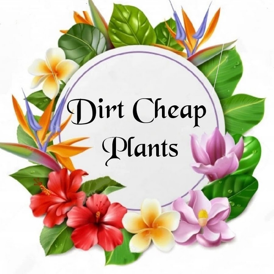 Dirt Cheap Plants YouTube