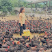 Chicken Farm