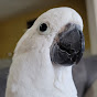 cockatoo sisu