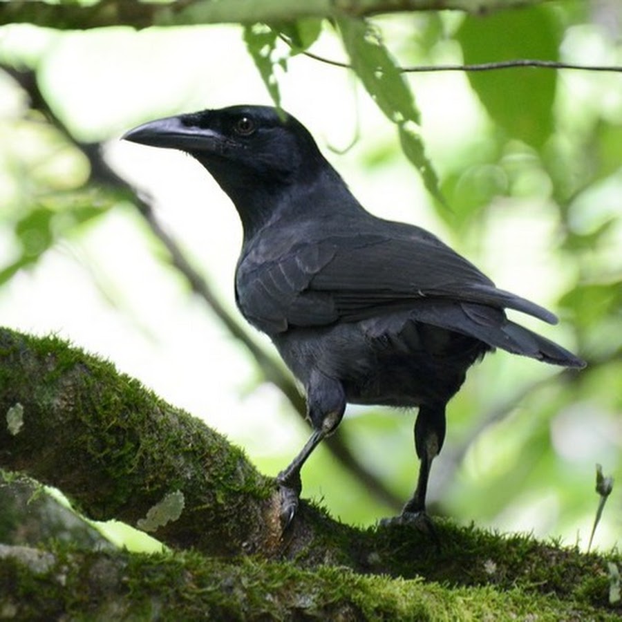 Ютуб ворона. Corvus jamaicensis. Птицы семейства врановых. Ямайский ворон. Врановые птицы фото.