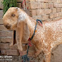 Altaf goat farm