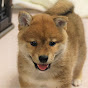 柴犬ちゃこやん Shibainu Chaco-yan