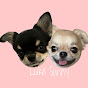 Cutest Chihuahua Siblings Luka&Sunny