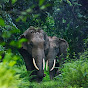 _world—elephant_assam