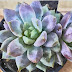 The record of succulents garl`s growth