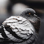 Pigeon Farming Insights