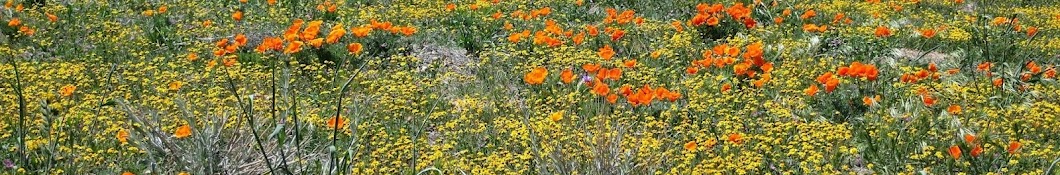 UF/IFAS Leon County Extension