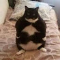 FAT CAT THE MECHA BUILDER