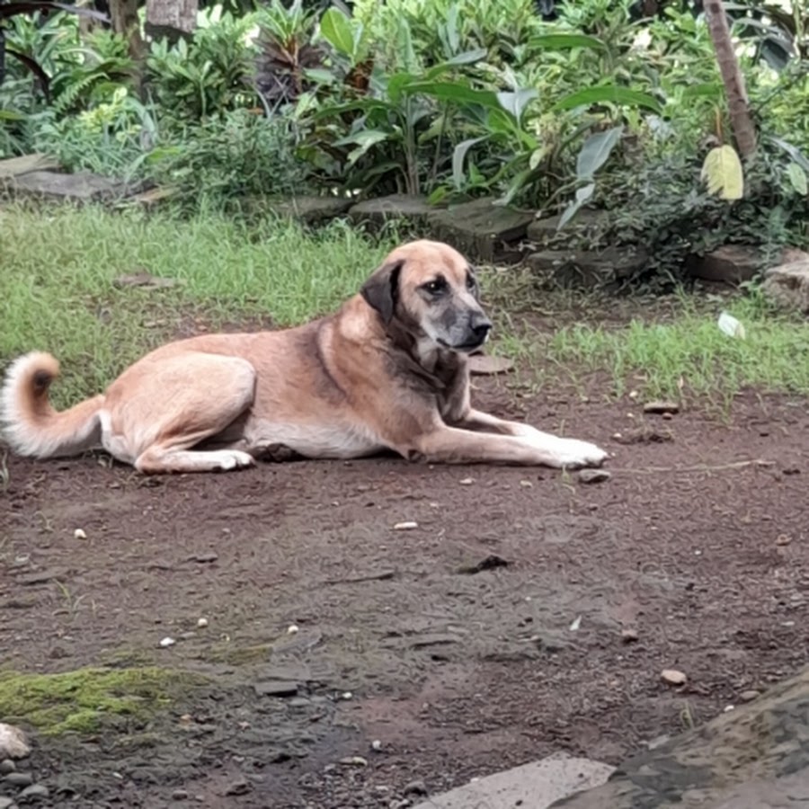 Petualangan Gerandong ( Anjing / Anabul ) - YouTube