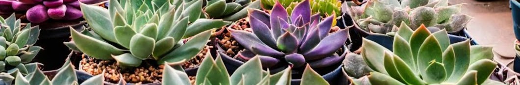 Succulents Channel