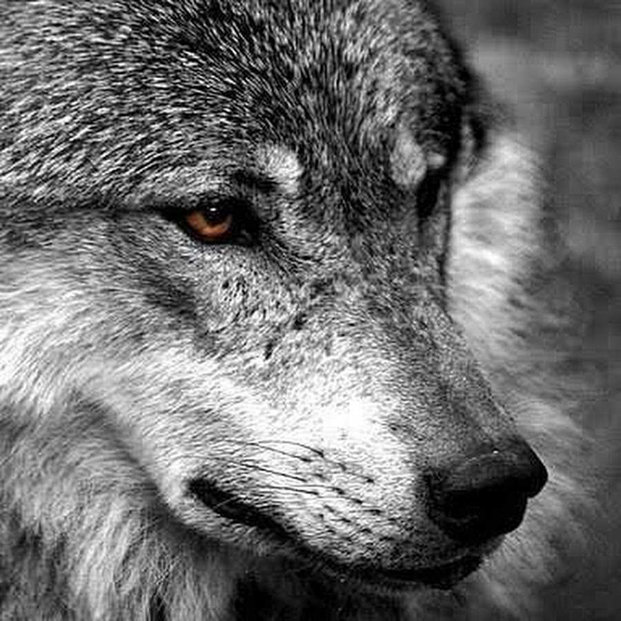 Волк грустный взгляд