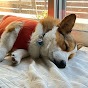 Corgi dog Noah chanel