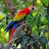 Macaw