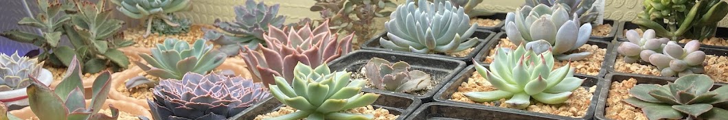 Lavin’s Succulents