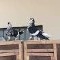 Rangeen Shirazi Pigeons 