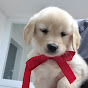 Golden Retriever _ Netty