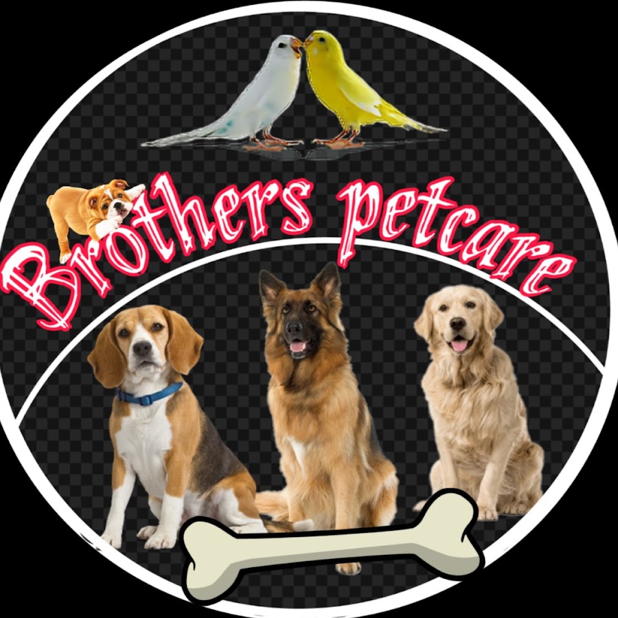 BDB Brothers Dog Bazaar