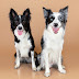 Highflying Collies