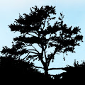 Artist Thumbnail