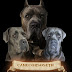 logo canecorsoseth