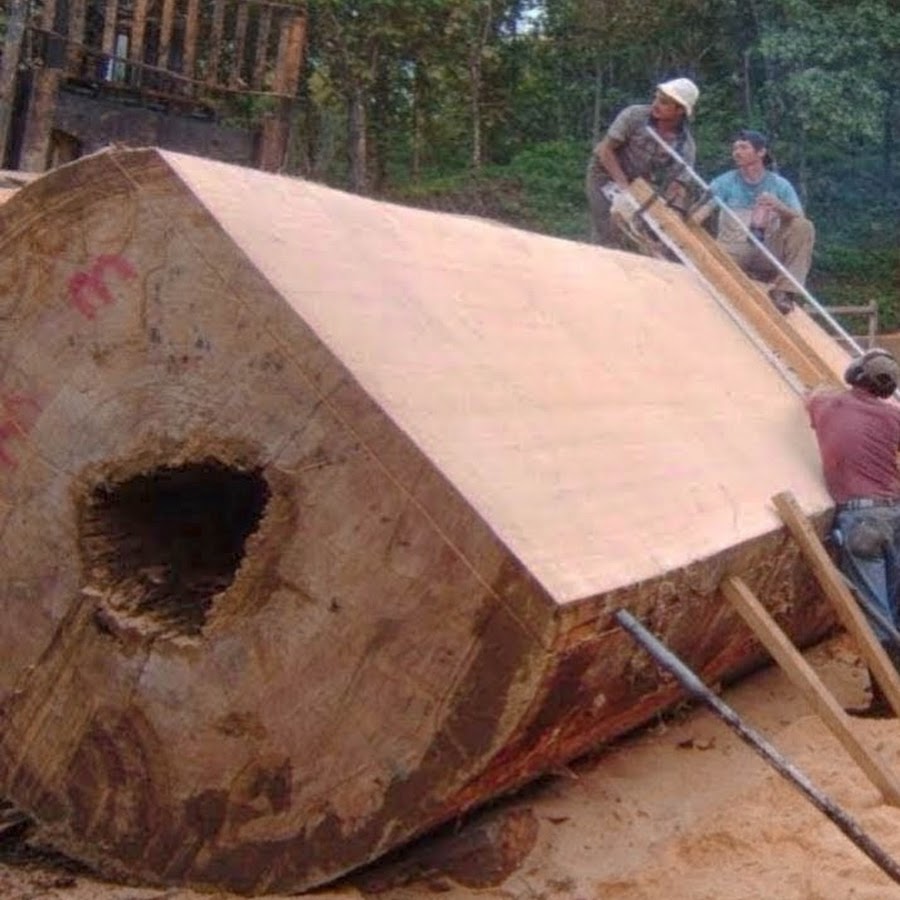 Wood discovered. Остатки от сруба. Остатки от бревна. Сруб дерева. Бревна остатки на новый год.