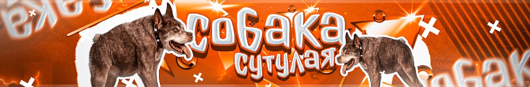 собака сутулая играет 