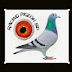   Racing pigeon bd 