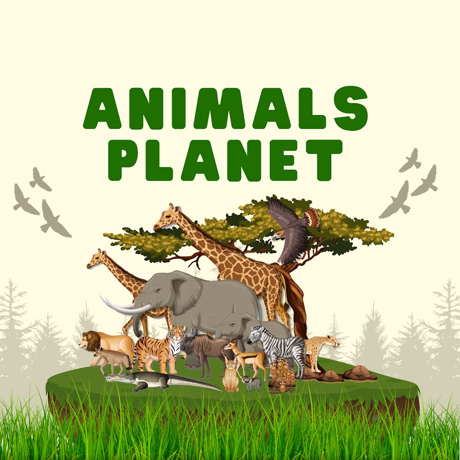 Animals Planet - YouTube