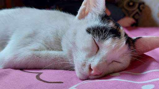 cat asmr banner