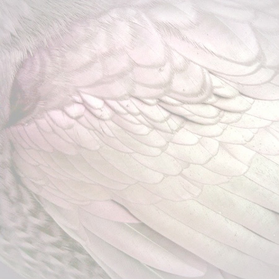 Белые Крылья Эстетика