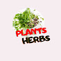 MEDICINAL HERBS AND PLANTS