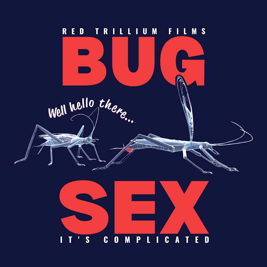 Bug Sex - YouTube