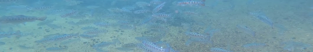 釣り堀 渓流茶園