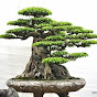 MinhVlog bonsai