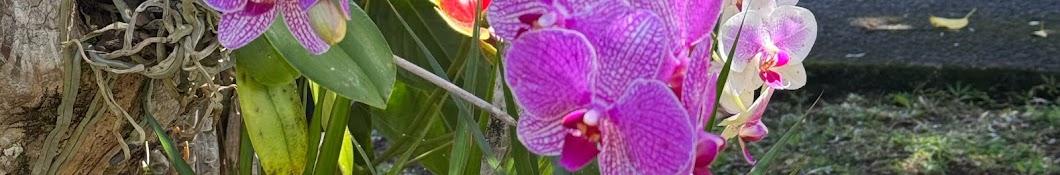 Filipina in Hawai’i 