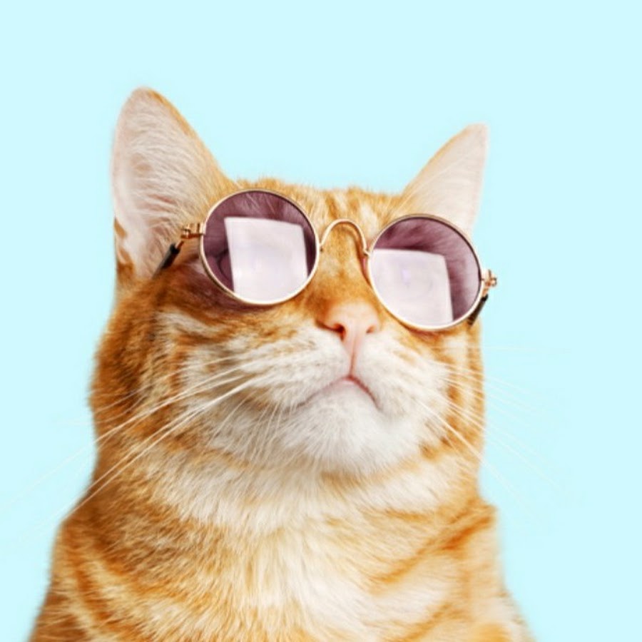 Кот в очках для фотошопа