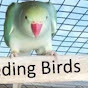 Breeding birds