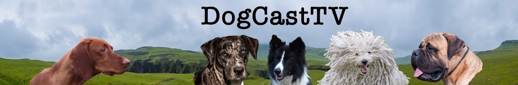 DogCastTv