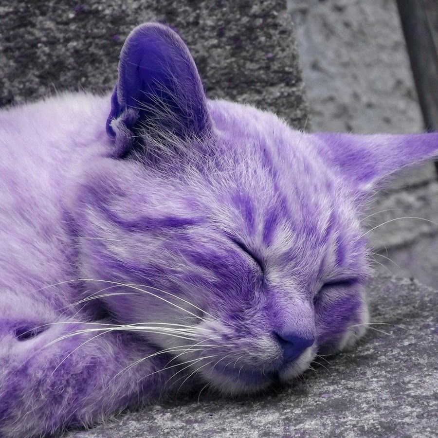 Большой фиолетовый кот