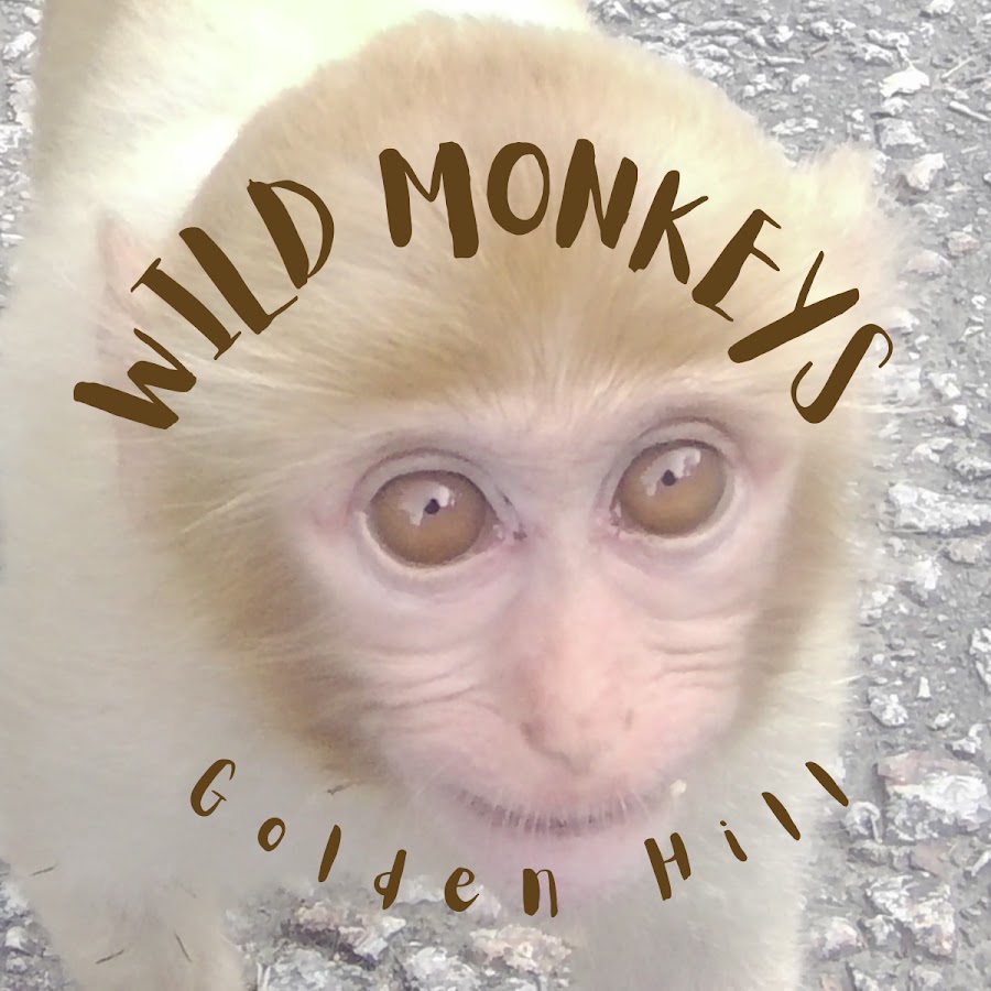 GEM Wild Monkeys HK