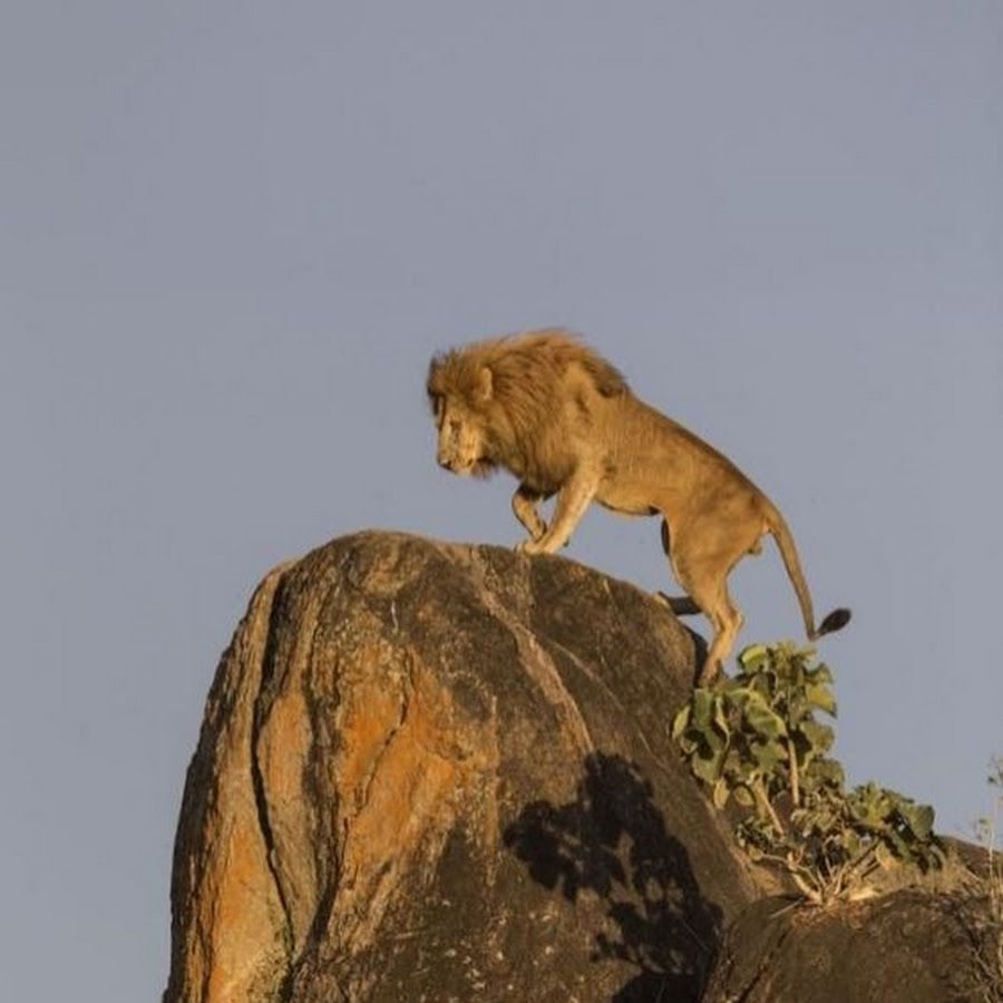 Сколько живут львы в дикой. Львы в дикой природе. Лев на скале. Львы лазают по деревьям. Львы на скалах.
