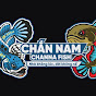 Chắn Nam Channa Fish